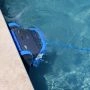 Robot de piscine electrique S400 Dolphin